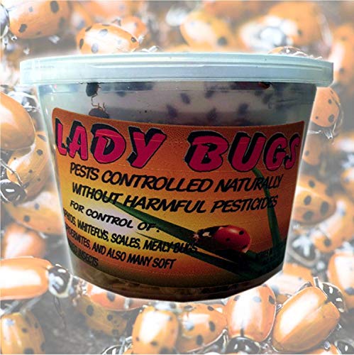 Bazos 1500 Live Ladybugs - Good Bugs - Ladybugs - Ladybugs for Garden -...