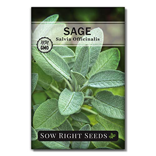 Sow Right Seeds - Sage Seeds for Planting - Non-GMO Heirloom Sage Seeds...