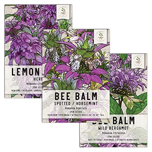 Seed Needs, Bee Balm Seed Packet Collection (3 Individual Varieties of Seed...