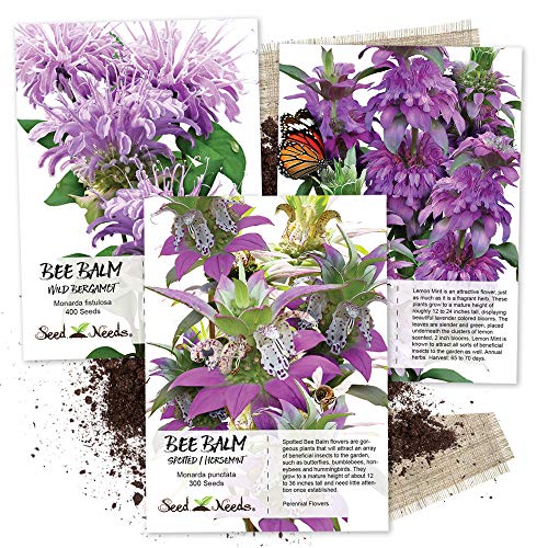 Seed Needs, Bee Balm Seed Packet Collection (3 Individual Varieties of Seed...