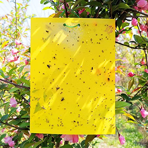 50 Sheets Yellow Sticky Traps, Fruit Fly Traps, for Indoor and Outdoor,...