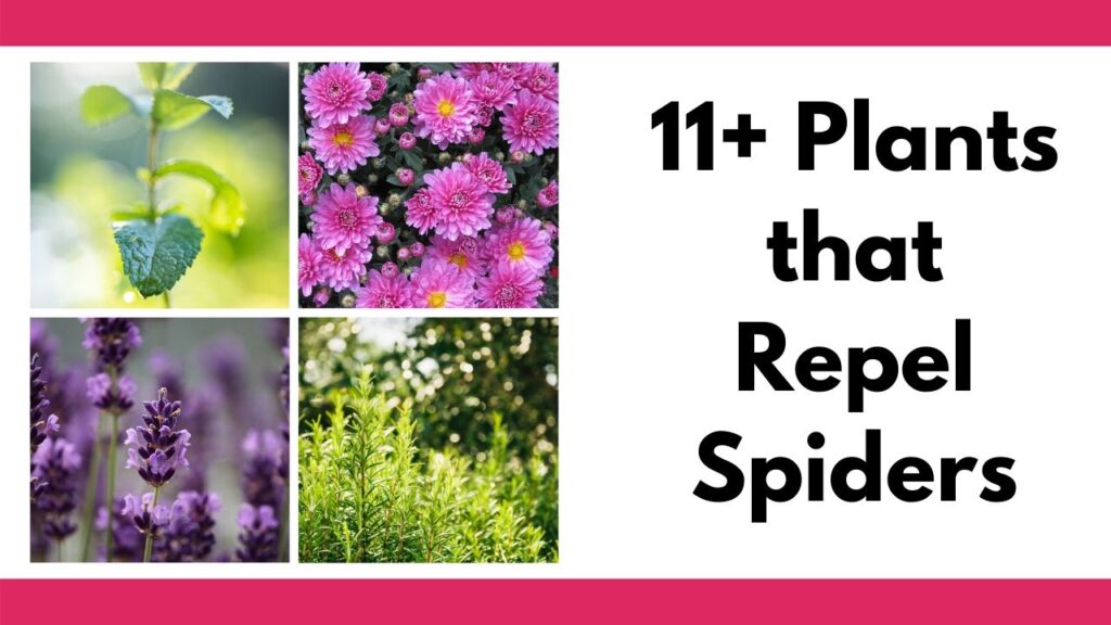 text "11+ plants that repel spiders" on the right of the image. On the top and bottom are pink bars. On the left is a square grid with four pictures of plants. They are mint, pink mums, lavender, and rosemary.