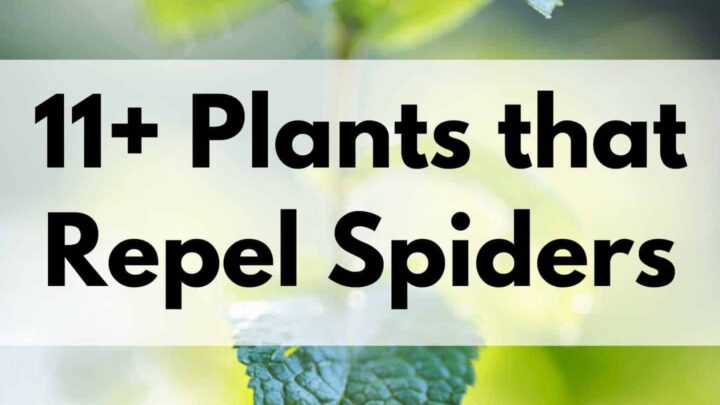 11+ plants that repel spiders text overlay on a closeup photo of a mint plant
