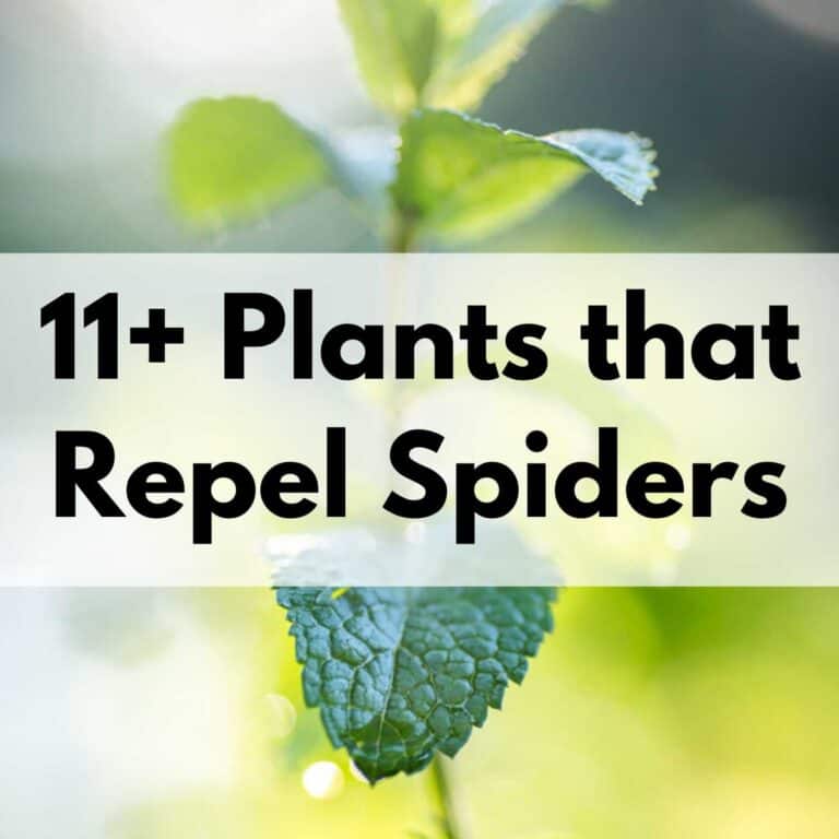 11+ plants that repel spiders text overlay on a closeup photo of a mint plant