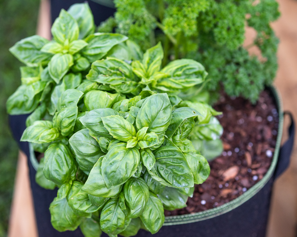 A healthy basil plant growing in a fabric container with parsley