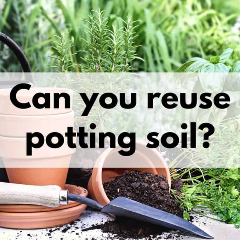 a picture of two clay pots on a table. One is tipped over with potting soil inside. There is a small garden trowel next to them. There is a text overlay "Can you reuse potting soil?"