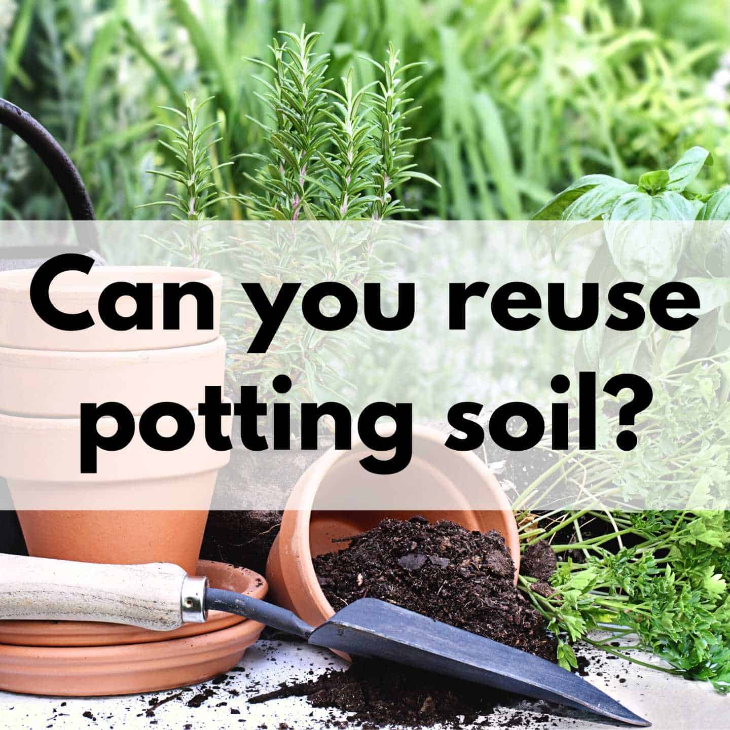 Can you Reuse Potting Soil? (Stepbystep process for recharging your