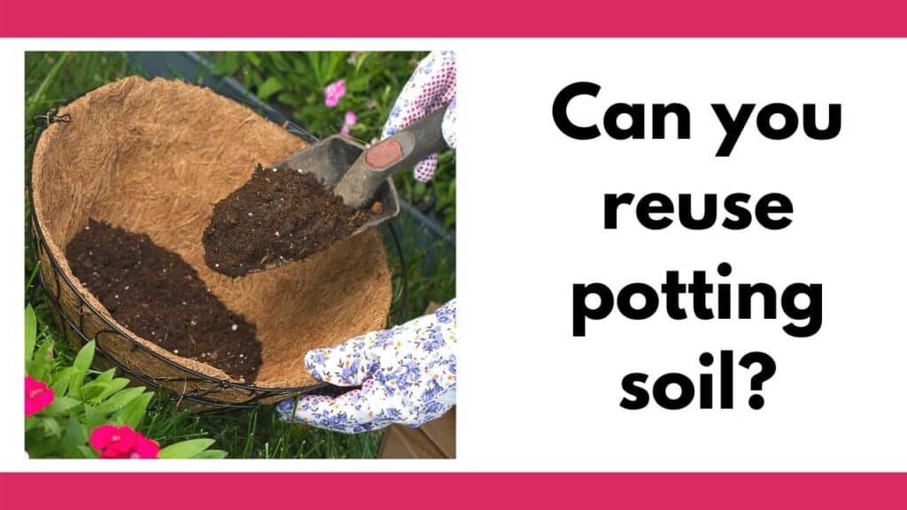 There are pink bars on top and bottom of the image. On the right tis  square picture of a woman's hands using a trowel to place potting soil in a basket. On the left is the text "Can you reuse potting soil?"