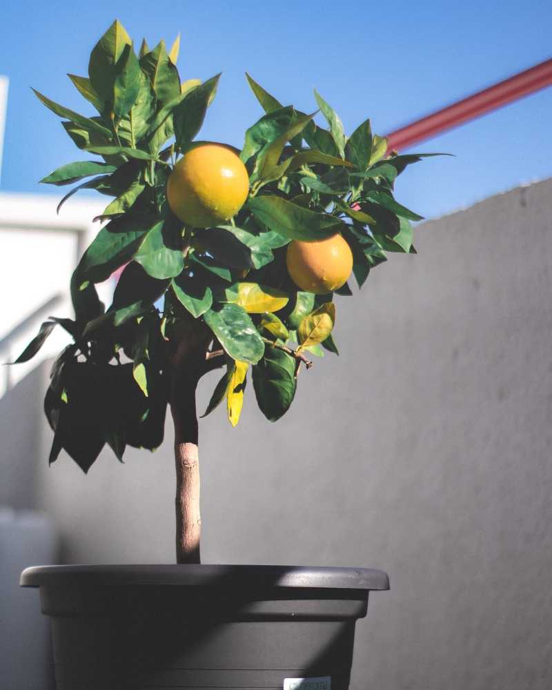 An orange tree growing in a black plastic container on a balcony