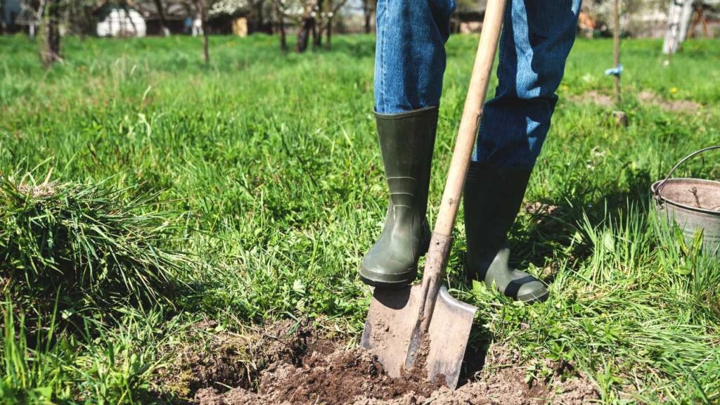 A person's legs wearing green rain boots digging a hole in a yard. They are standing on a shovel and there is a patch of grass removed from the yard where they are digging.