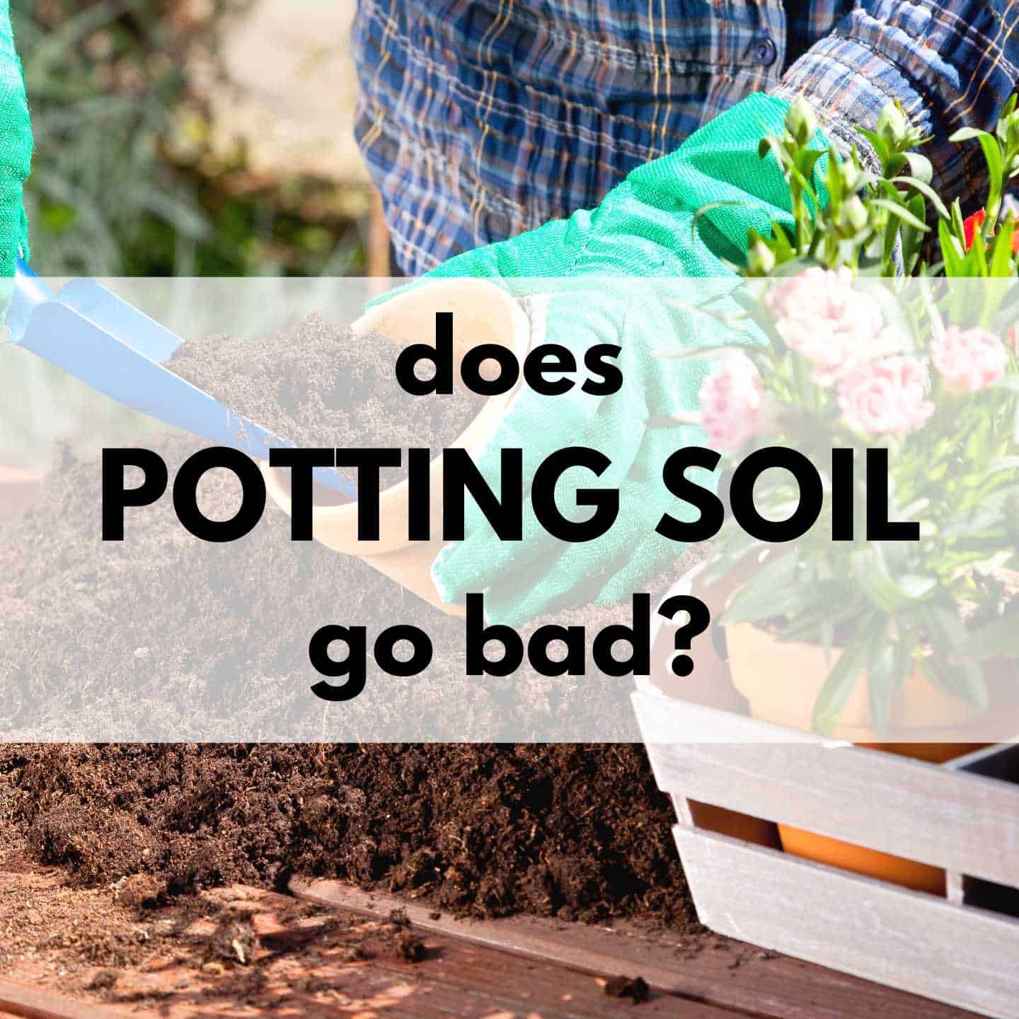 Does Potting Soil Go Bad 3 Telltale Signs Your Potting Soil Needs Help Together Time Family