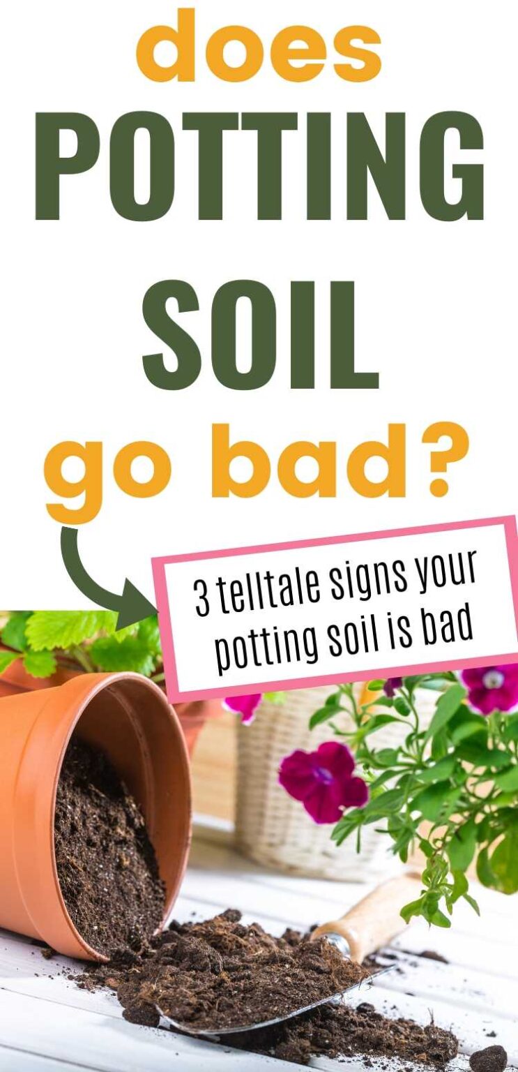 Does Potting Soil Go Bad? (3+ telltale signs your potting soil needs