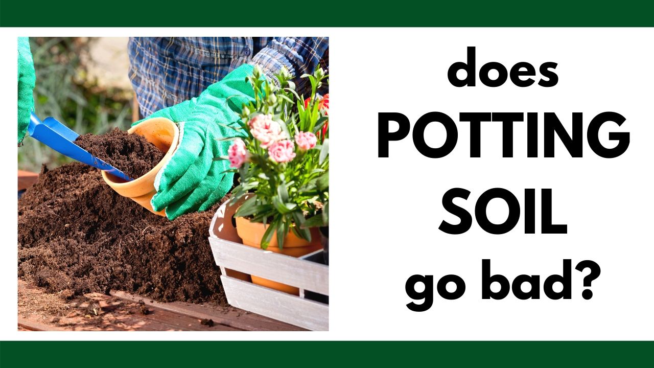 Does Potting Soil Go Bad? (3 telltale signs your potting ...