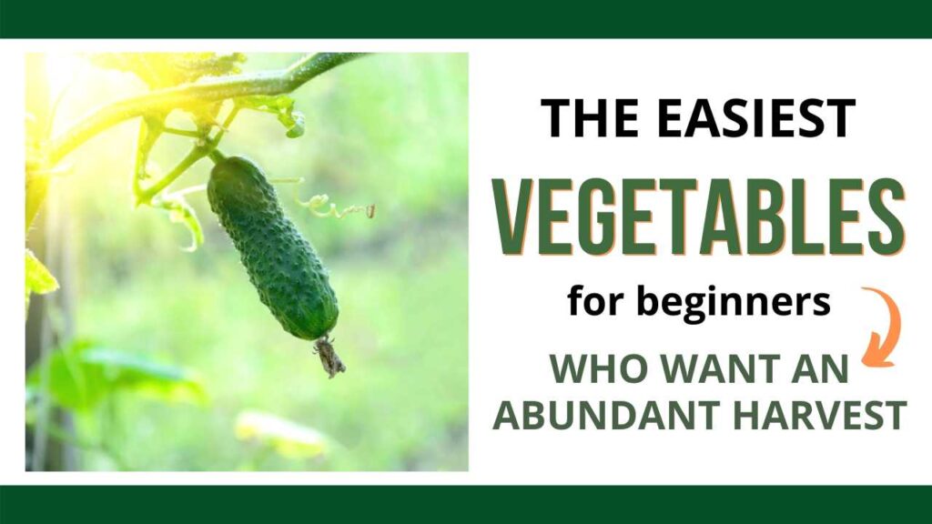 a picture of a cucumber growing on a  vine on the left with the text "The easiest vegetables for beginners who want an abundant harvest" on the right