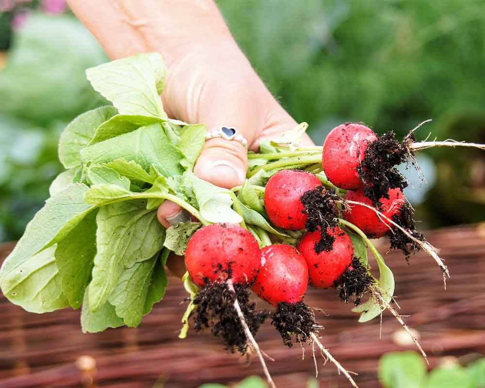A woman's hand holding a bunch of six freshly picked cherry belle radishes. They still have their tops and dirt on their roots.