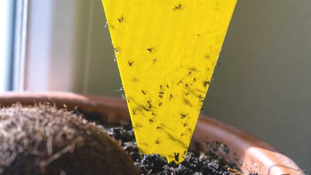 Fungus gnats stuck to a triangular yellow sticky trap card in a potted houseplant. Fungus gnats are small, nonbiting gnats that can infest wet potting soil.