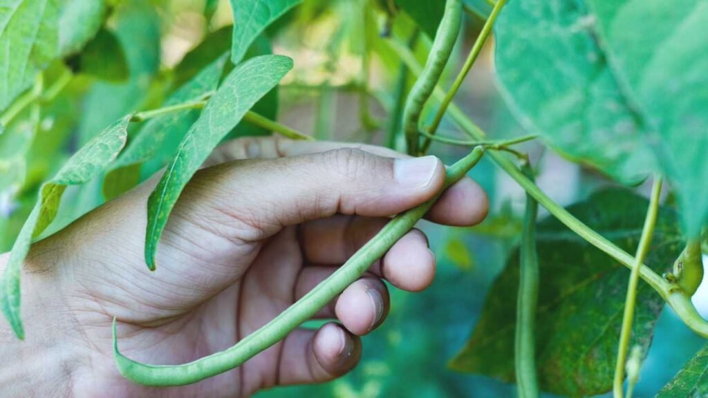 a hand picking a green bean off a vine