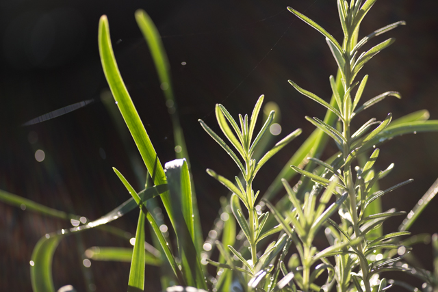 A backlight photo of rosemary and lemongrass growing in an herb garden. There are orbs of light due to the shallow depth of field. The photo is zoomed in so only a few stalks of each plant are visible.