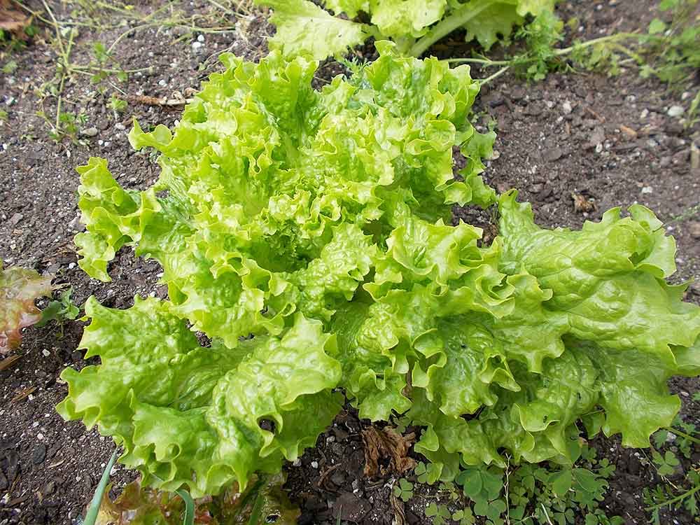 A loose head of leaf lettuce growing in a garden.