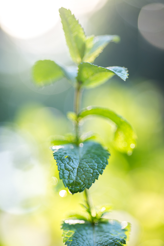 A picture of mint. The photo is backlight so there are orbs of light behind the plant. The view is zoomed in so you can only see one stalk of mint. One leaf is in crisp focus and the rest are out of focus.