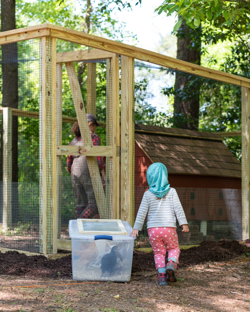 a toddler standing next to a brooder box of juvenile hens getting ready to release them in a chicken enclosure with a red chicken coop.