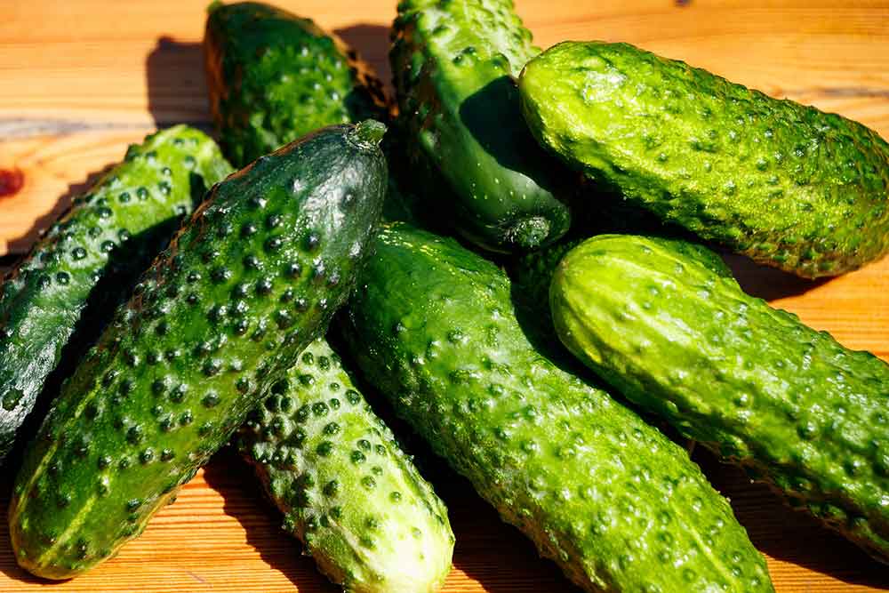 a pile of picked and washed pickling cucumbers on a wood table. They are short, dark, and have the characteristic knobby skin of pickling cucumbers.