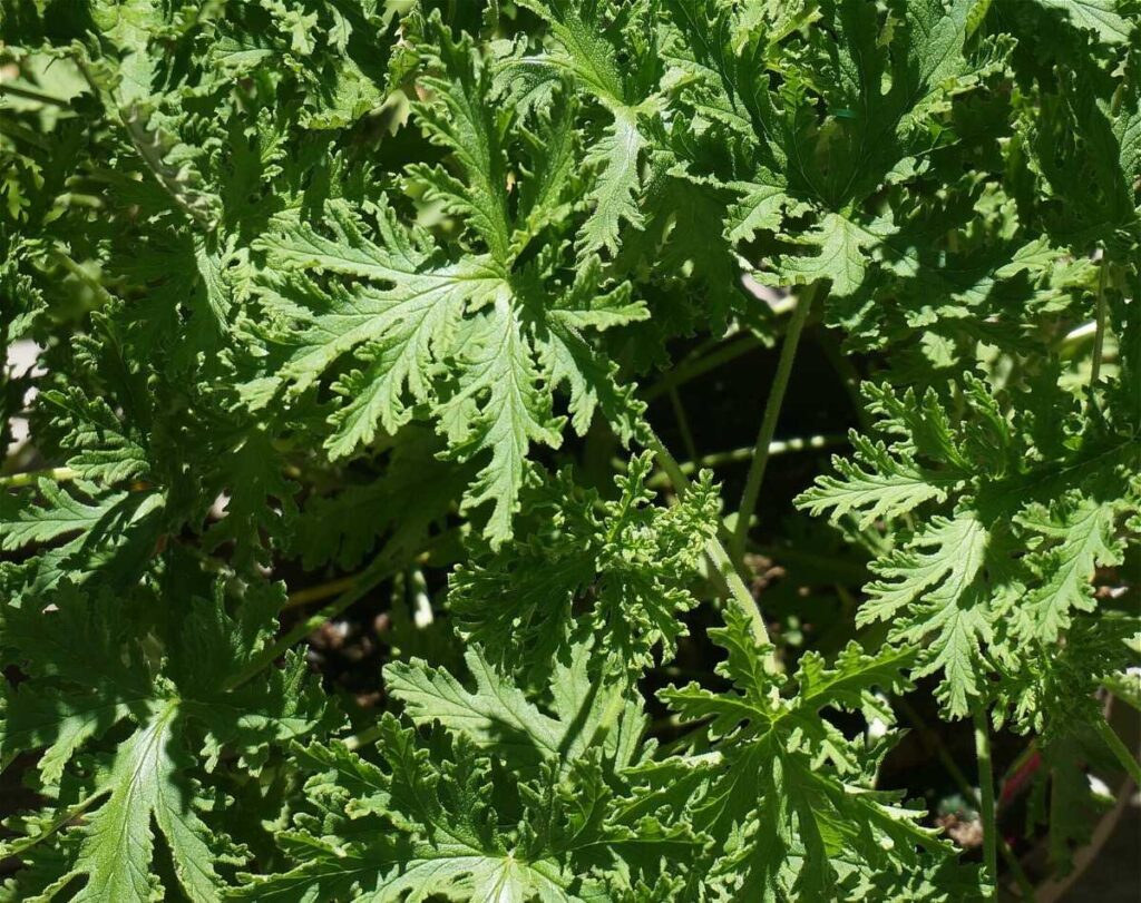 A closeup view of the citronella plant, which looks somewhat like a large parsley plant