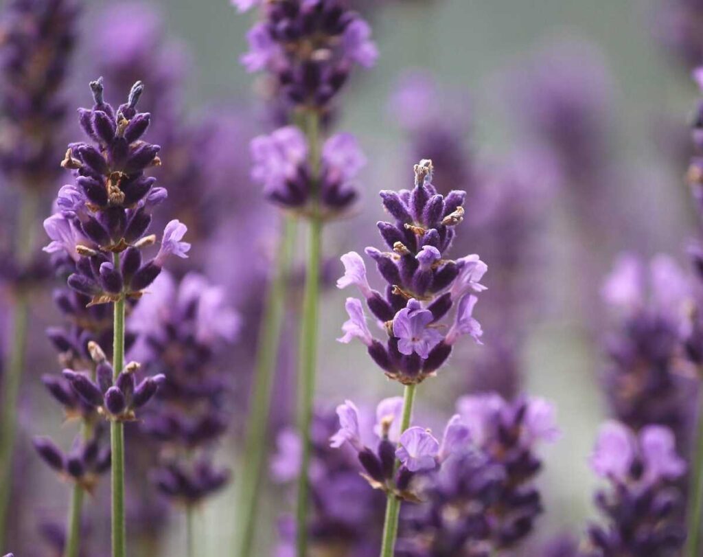 A closeup of lavender plants in bloom. There is a shallow field of focus. A couple of flowering stalks are in focus and the background is a blur of purple and green
