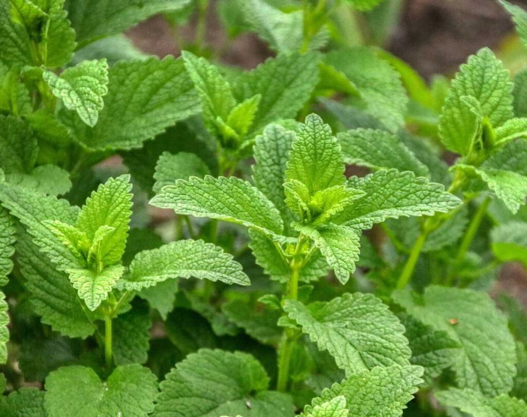 A closeup of a growing lemon balm plant. Lemon balm looks very similar to mint. 