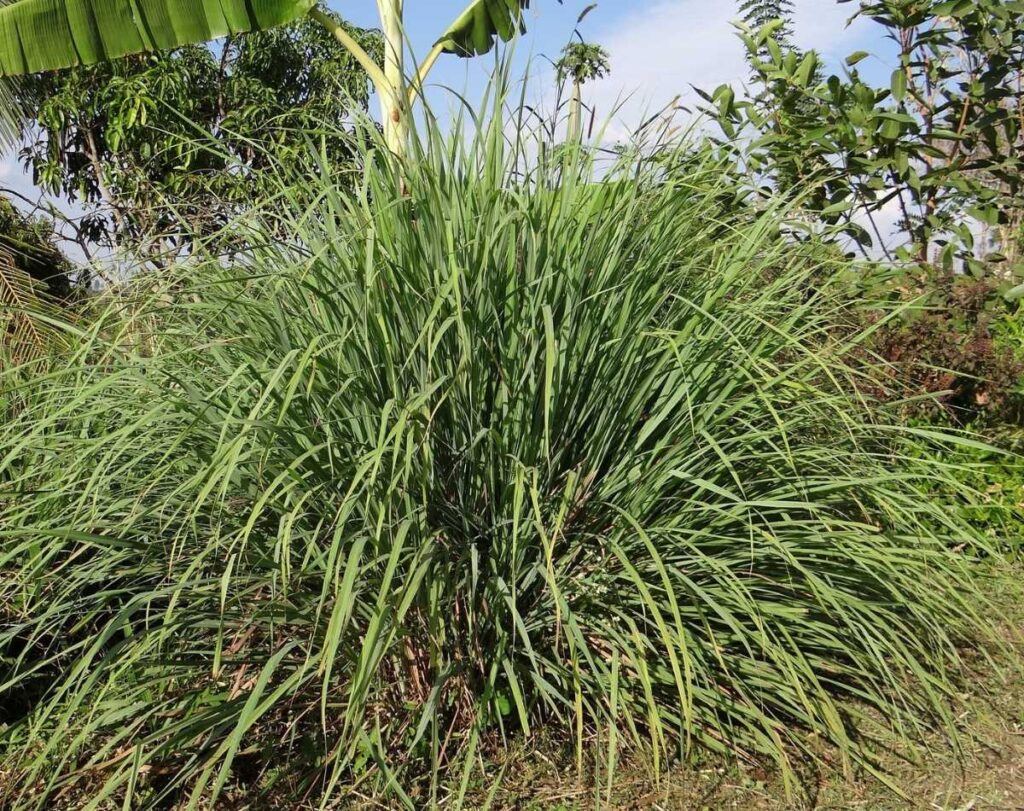 A large stand of lemongrass, a plant that repels spiders, growing outdoors. Leaves from a banana plant are visible in the background