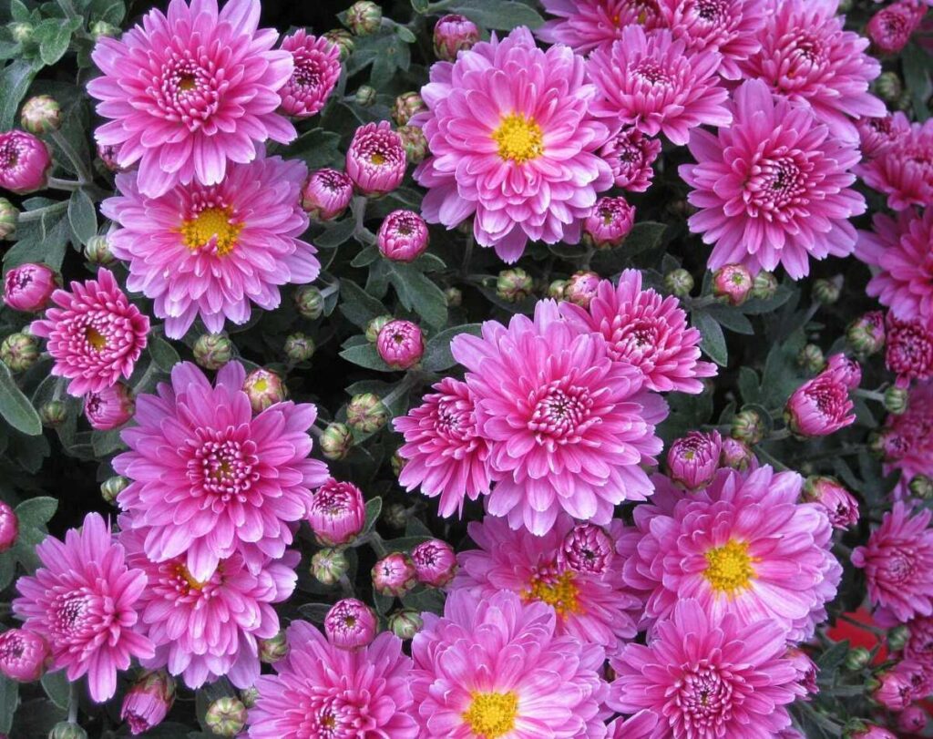 A close cropped photo of pink mums in blue. There are many open blossoms and partially closed buds.