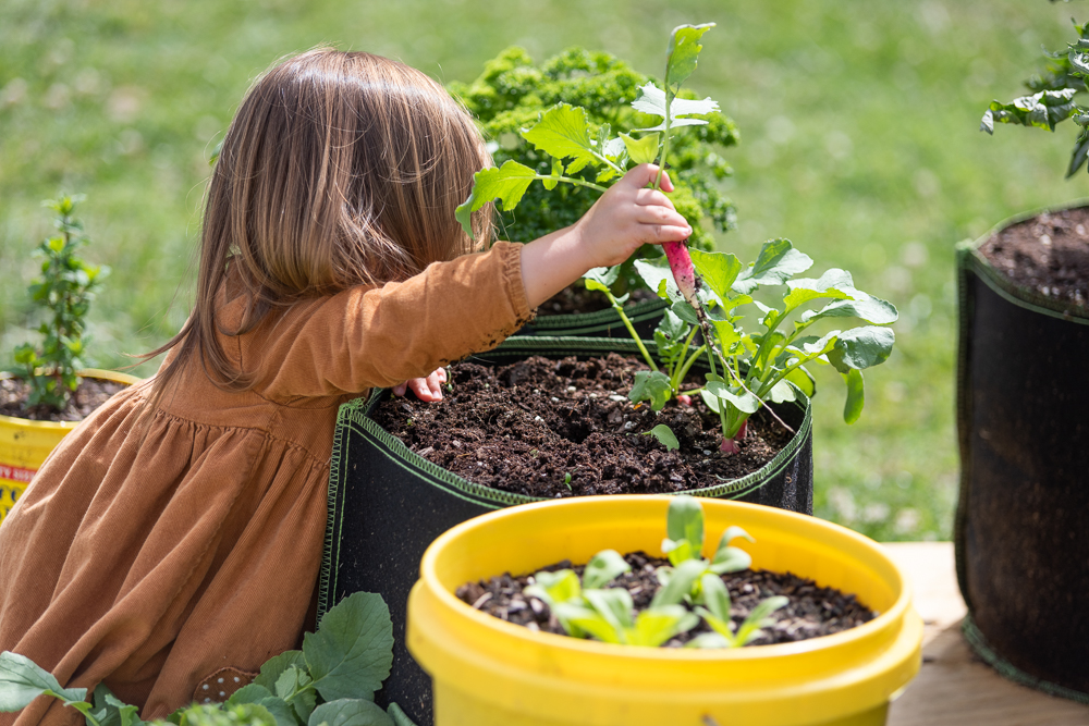 toddler in a brown dress picking a French breakfast radish from a container garden.