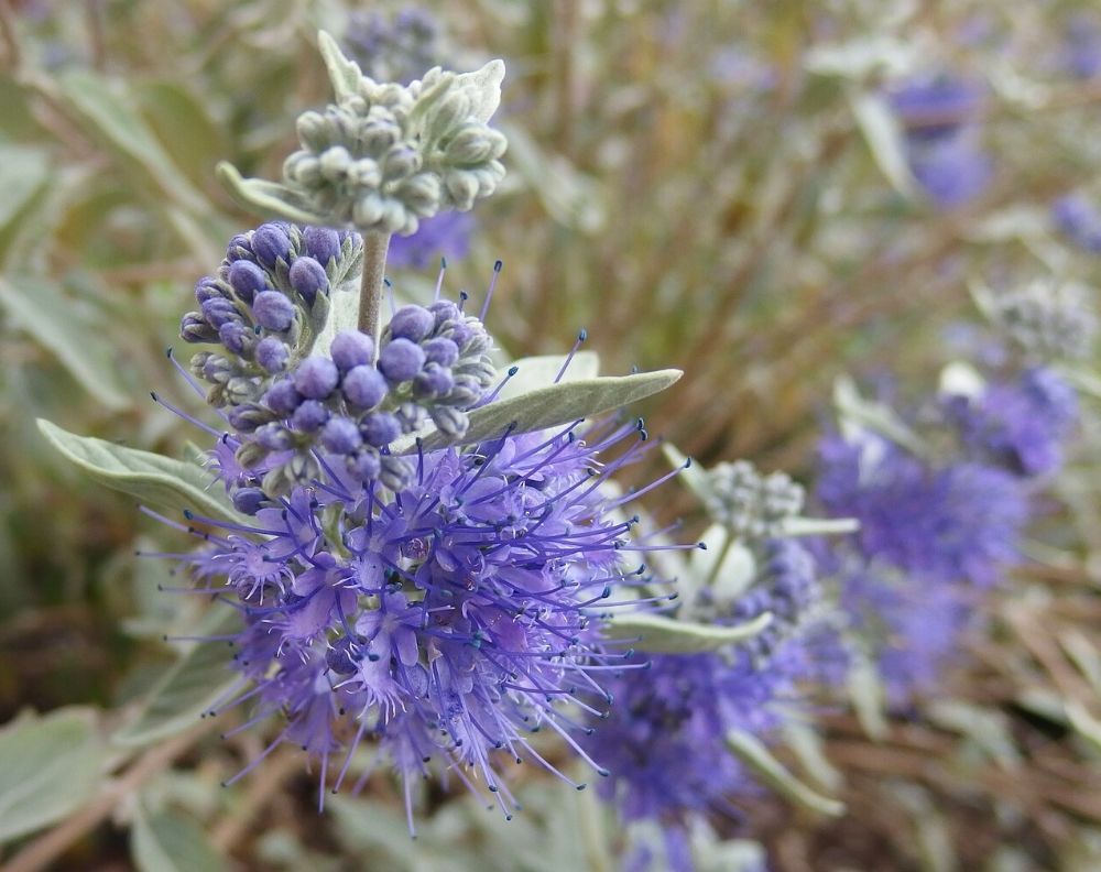 Closeup of a blooming Caryopteris plant which has clusters of small purple flowers