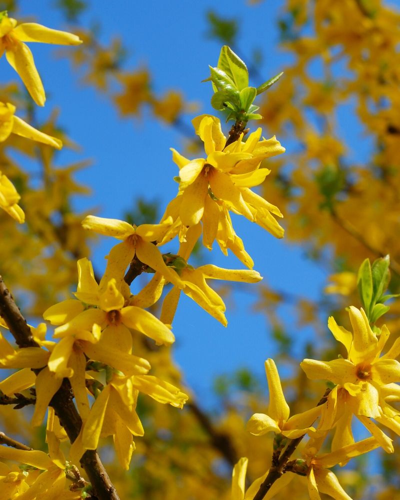 A close up view of a blooming forsythia bush covered in bright yellow flowers