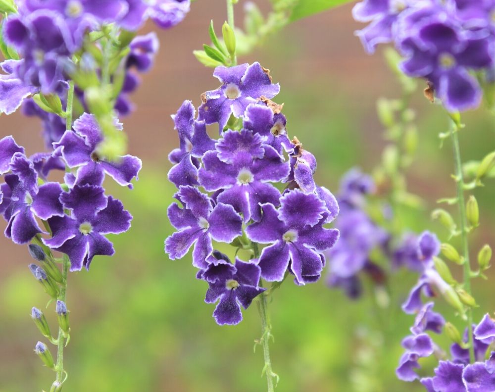 A closeup of a blooming golden dewdrops plant which has clusters of five petaled purple flowers rimmed in white