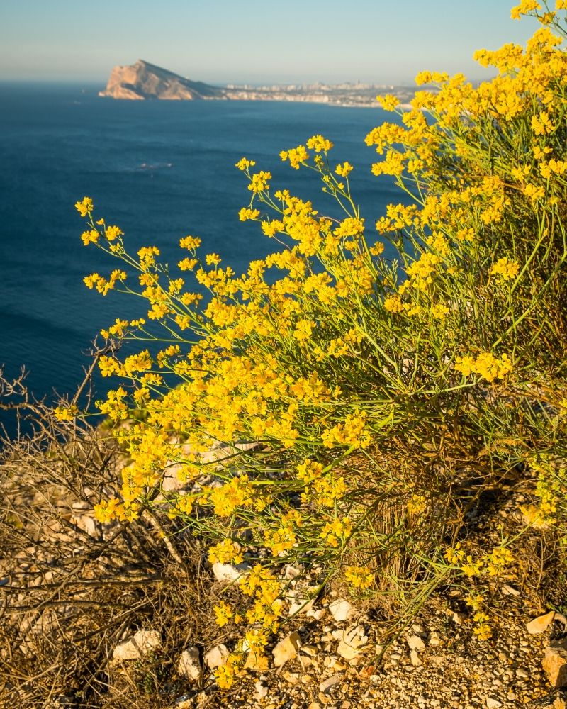 A flowering Genista Lydia bush with yellow flowers. It is on a cliff overlooking the water. A rocky mountain is visible in the distance across the water