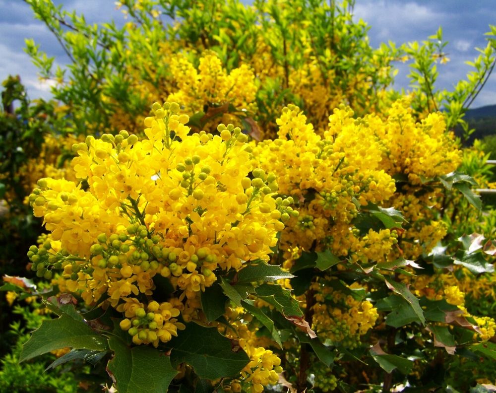 11 Stunning Yellow Flowering Bushes & Shrubs (low maintenance ...