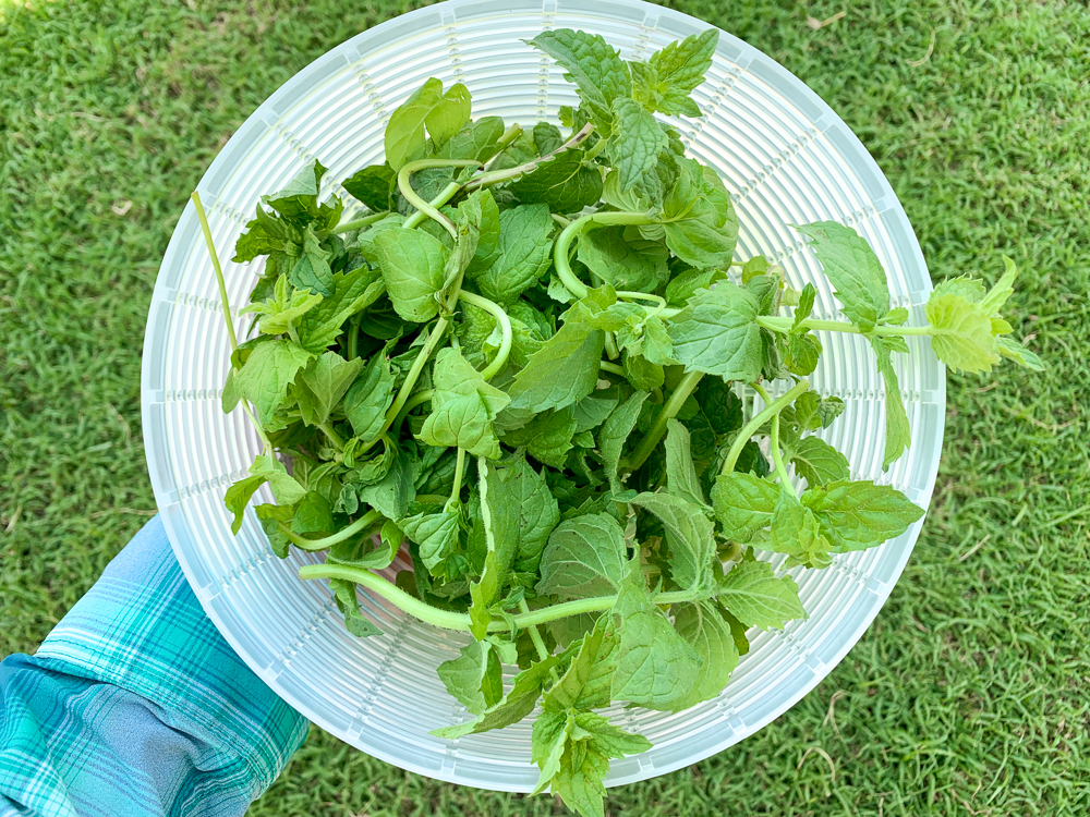 A plastic strainer full of harvested mint leaves. A woman's hand is holding the strainer and grass is visible in the background.