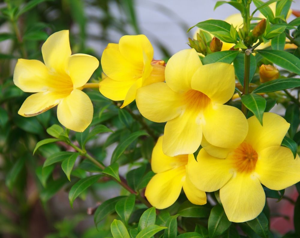 A close up of a yellow flowering allamanda bush. Allamanda flowers have five petals that come to  gentle point