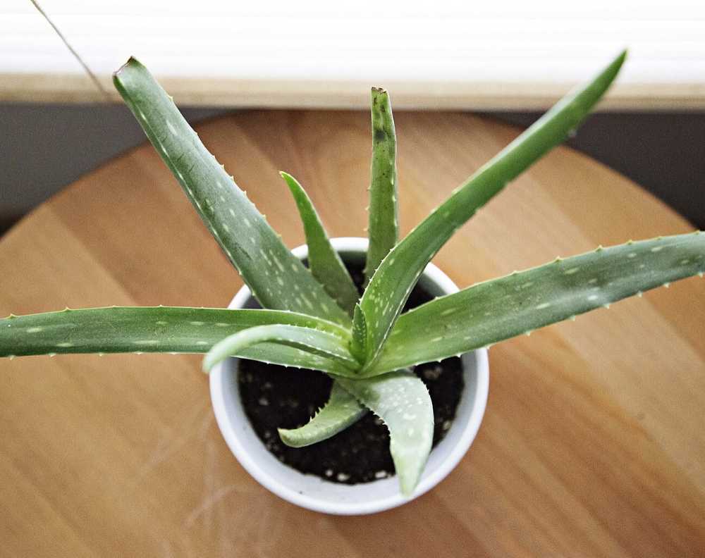 A top down view of an aloe vera plant growing in a white pot on top of a table near a windowsill