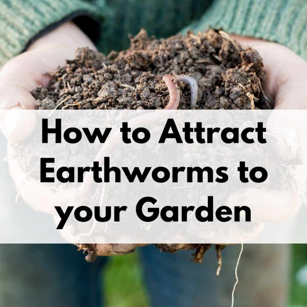 When Is Compost Ready? MustKnow Tips for Composting Successfully