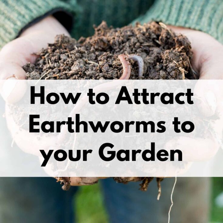 Image for How to Attract Worms to your Garden 