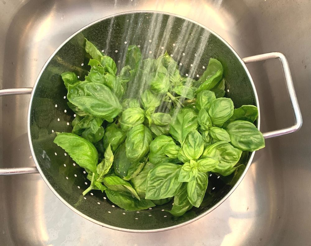 A metal colander in a stainless steel sink. The colander is full of basil leaves and there was water from the faucet washing them off. 