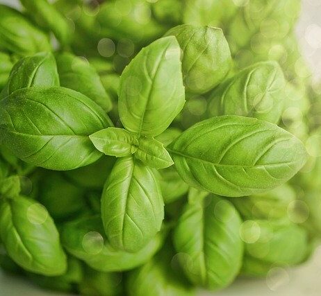 a close up of a basil plant with a light backgound