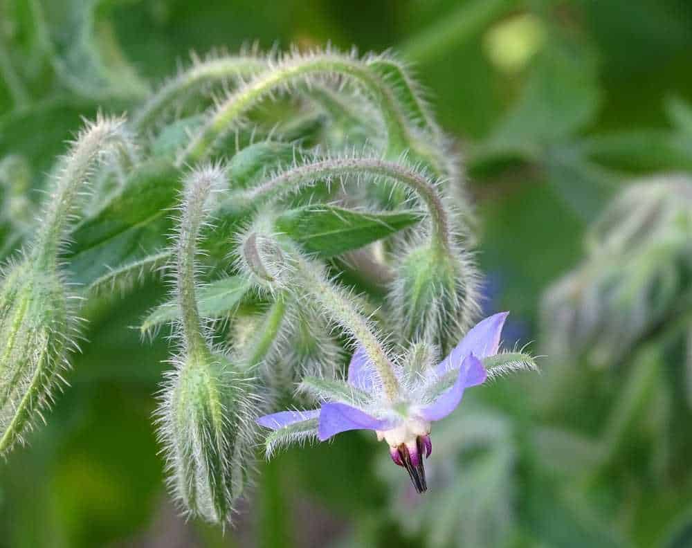 A close up of a blooming purple borage flower