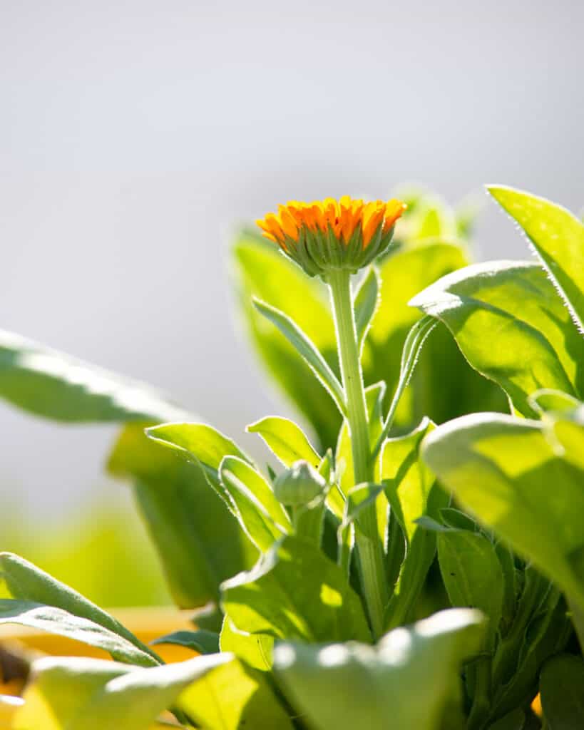 an orange calendula flower that is half open. It is backlight and surrounded by a multitude of of green calendula leaves