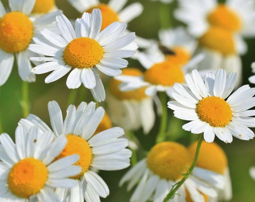 Chamomile flowers. Chamomile looks like a daisy with a yellow center and white petals