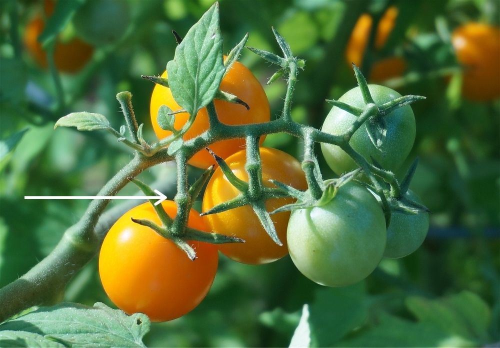 A close up of a cluster of six cherry tomatoes. Three are pale red, three are green. On the bottom left tomato there is a white arrow pointing at the knob on the stem just above the tomato. this is a natural breaking point and where you can easily snap the tomato off to harvest it.