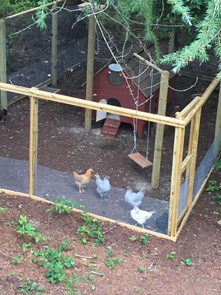 A picture of five hens in a chicken run with a red chicken coop and a swing. The photo was taken from a second floor porch and is looking down into the chicken enclosure. There are two lavender orpingtons, one buff orpington, and a delaware 