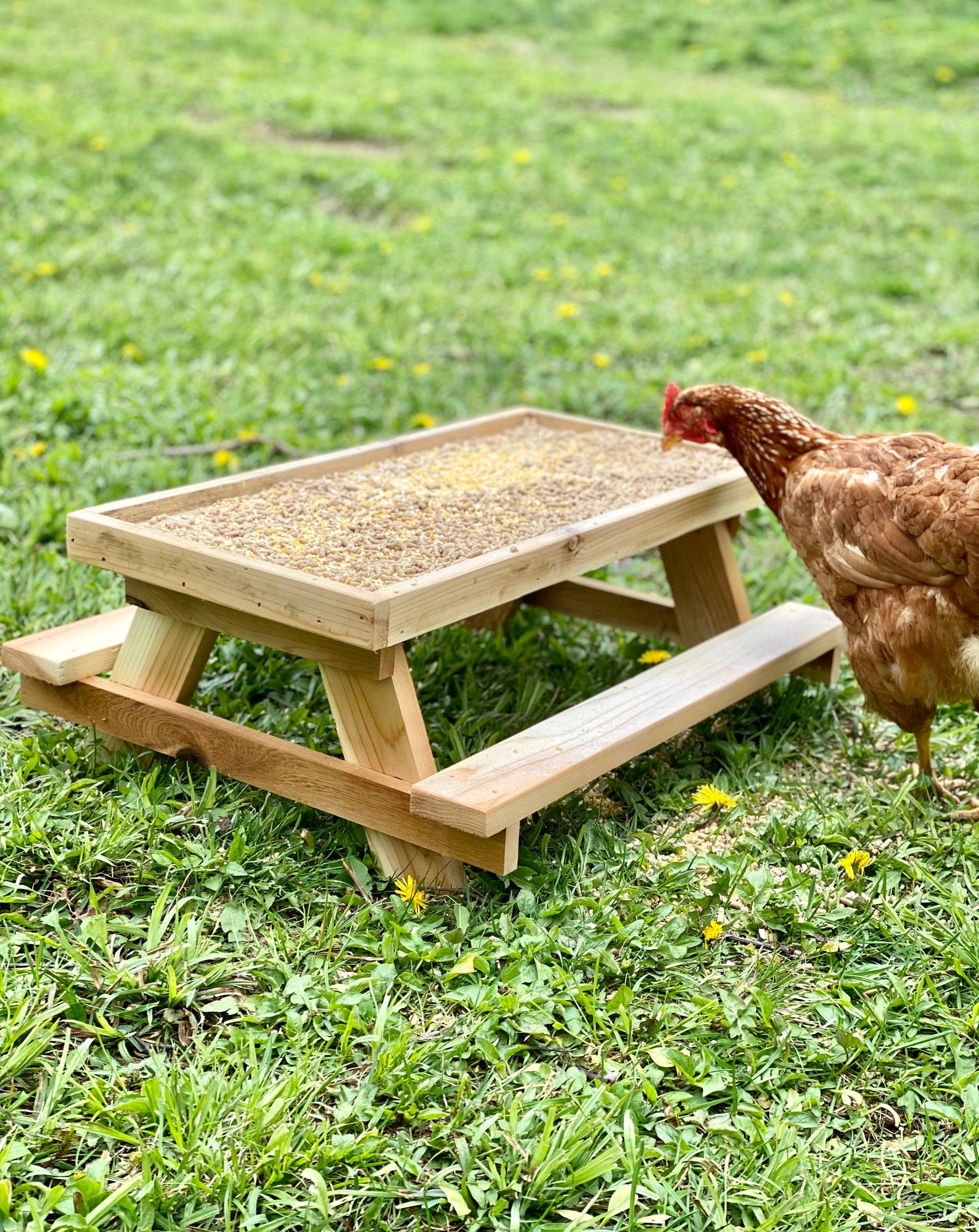 The Best Chicken Toys for a Happy, Healthy Flock Together Time Family